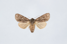 Acronicta auricoma