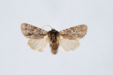 Acronicta auricoma