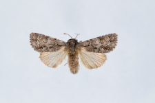 Acronicta auricoma