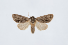 Acronicta auricoma