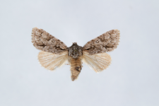 Acronicta auricoma
