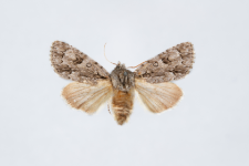 Acronicta auricoma