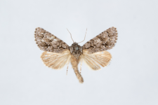 Acronicta auricoma