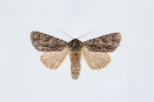 Acronicta auricoma