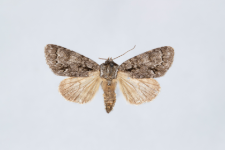 Acronicta auricoma