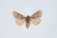 Acronicta auricoma