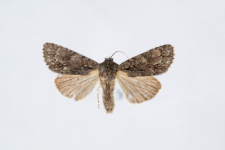 Acronicta auricoma