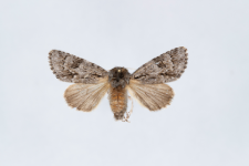 Acronicta auricoma