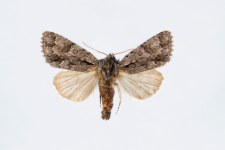 Acronicta auricoma