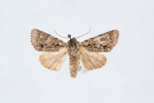 Acronicta auricoma