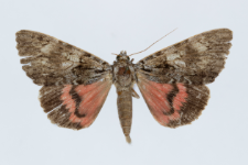 Catocala promissa