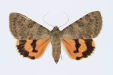Catocala puerpera