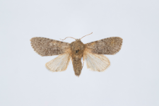 Acronicta cinerea