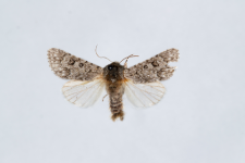 Acronicta euphorbiae