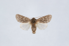 Acronicta euphorbiae