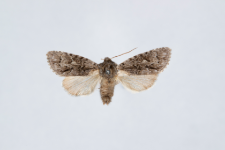 Acronicta euphorbiae