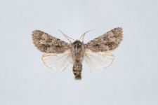 Acronicta euphorbiae