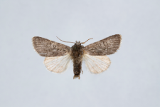 Acronicta euphorbiae