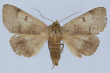 Minucia lunaris