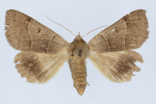 Minucia lunaris