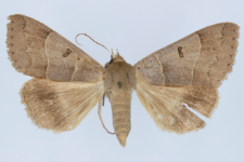 Minucia lunaris