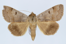 Minucia lunaris
