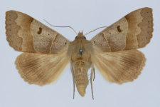 Minucia lunaris