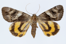 Catocala fulminea