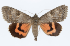 Catocala nupta