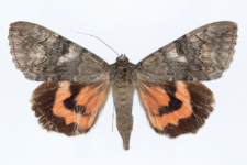 Catocala nupta