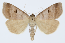 Lygephila craccae