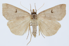 Lygephila craccae