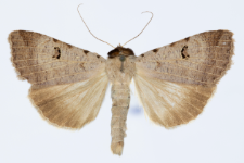 Lygephila craccae