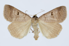 Lygephila craccae