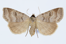 Lygephila viciae