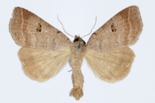 Lygephila viciae