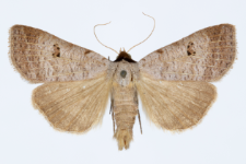 Lygephila viciae