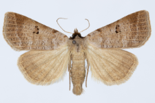 Lygephila viciae