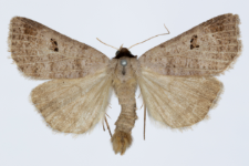 Lygephila viciae