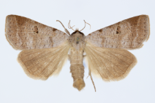 Lygephila viciae