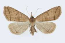 Herminia grisealis