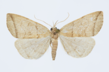 Herminia grisealis