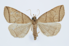 Herminia grisealis