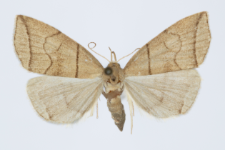 Herminia grisealis
