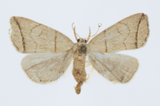 Herminia grisealis