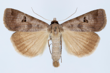 Lygephila ludicra