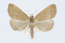 Pechipogo strigilata