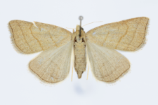 Polypogon tentacularia