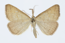 Polypogon tentacularia