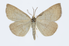 Polypogon tentacularia